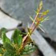 Stängel-/Stammfoto Berberis vulgaris